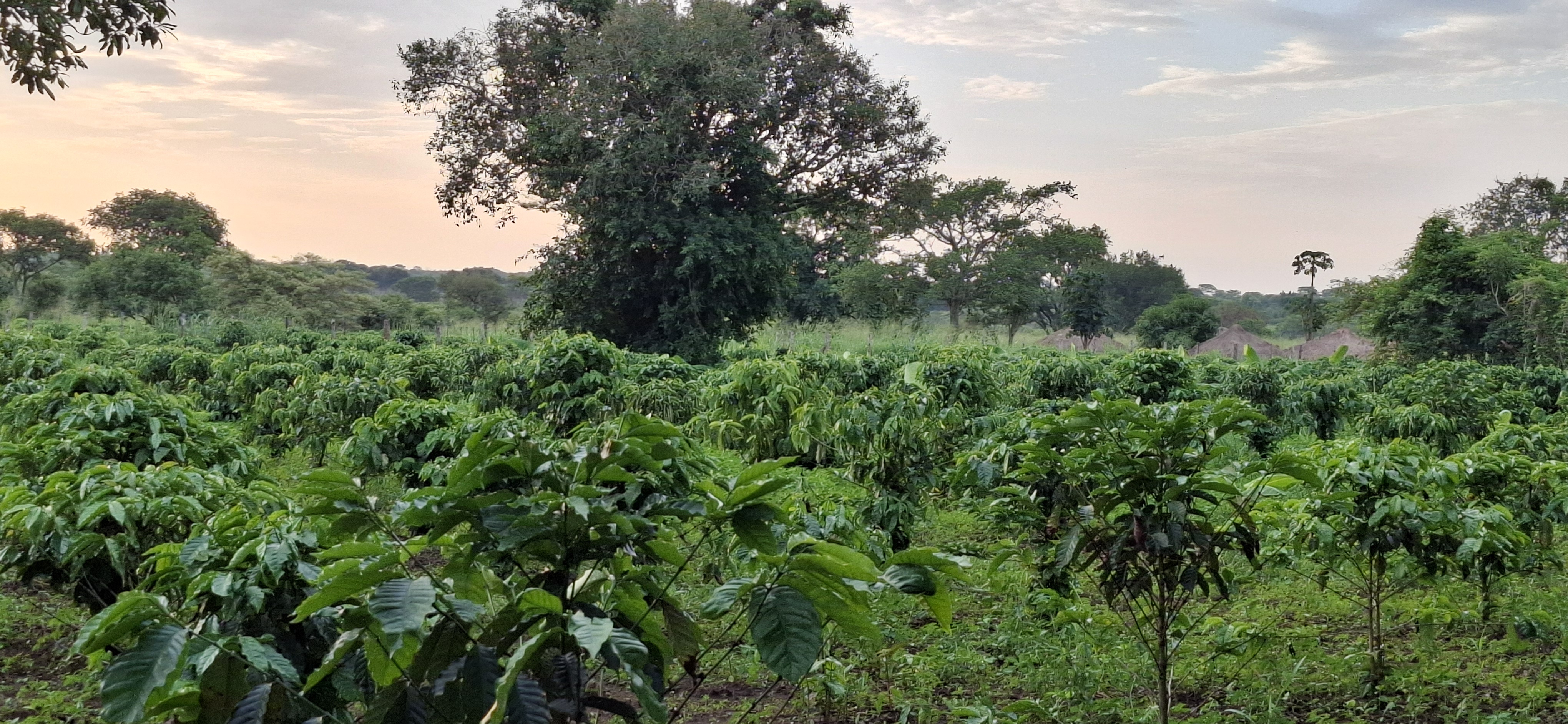 Farm Image